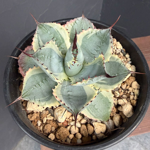 アガベ:ポタトラム 雷神錦(らいじんにしき)4号鉢植え25-01