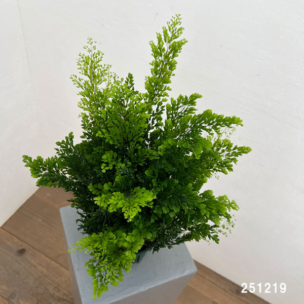 アジアンタム：リサ　5号鉢植え