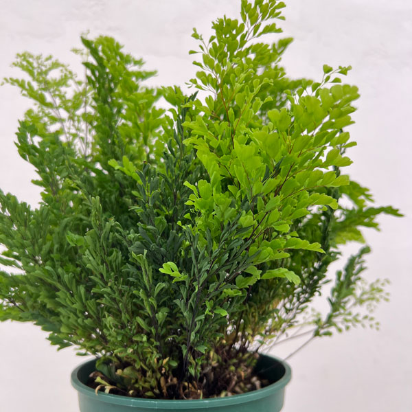 アジアンタム：リサ　5号鉢植え