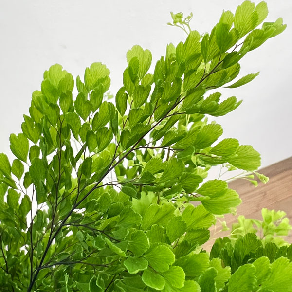 アジアンタム：リサ　5号鉢植え