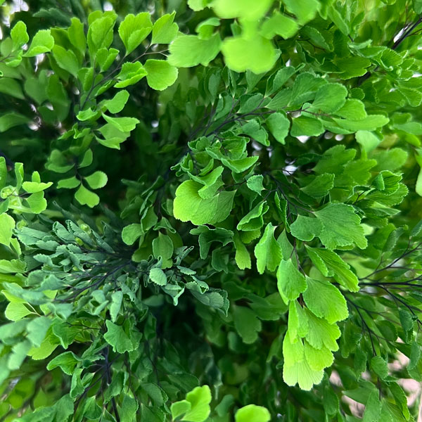 アジアンタム：リサ　5号鉢植え