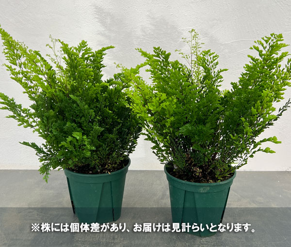アジアンタム：リサ　5号鉢植え