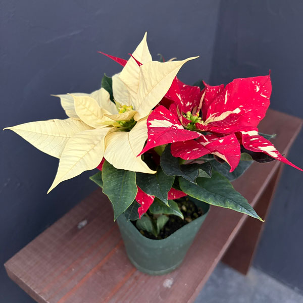 ポインセチア：ジングルベル＆クリーム3号ポット
