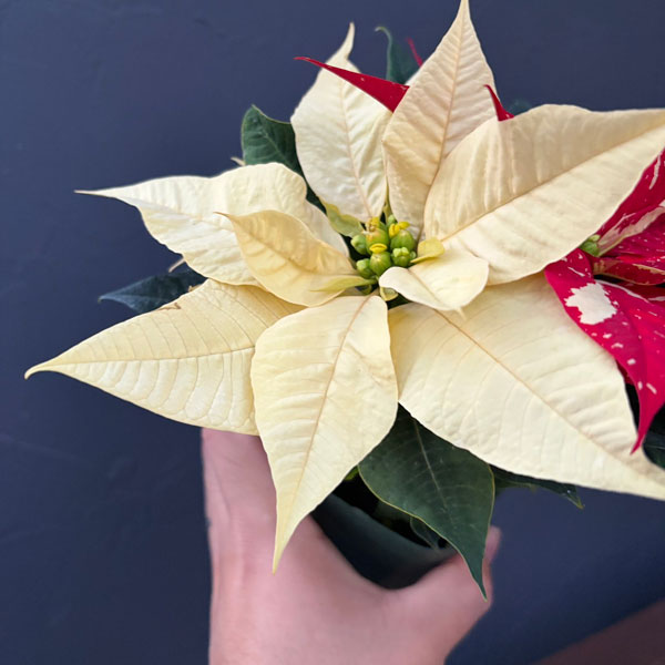 ポインセチア：ジングルベル＆クリーム3号ポット