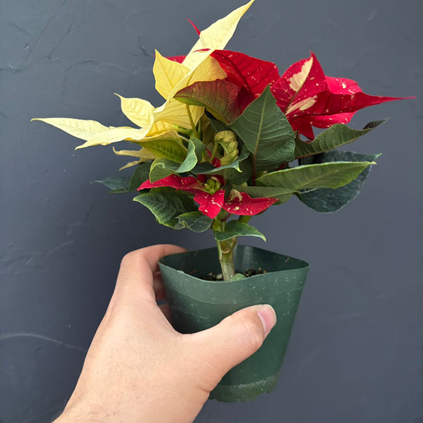 ポインセチア：ジングルベル＆クリーム3号ポット