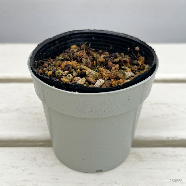 アッツザクラ(ロドヒポキシス):ジューンブルーム2.5号ポット