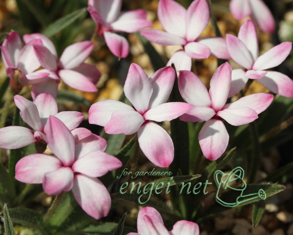 [26年2月中下旬予約]アッツザクラ（ロドヒポキシス）：絞り2.5号ポット