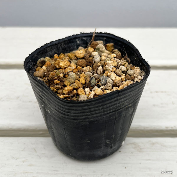 アッツザクラ(ロドヒポキシス):絞り2.5号ポット