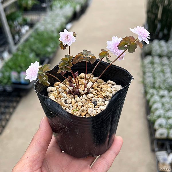 バイカカラマツ：大輪八重（桃花）3号ポット