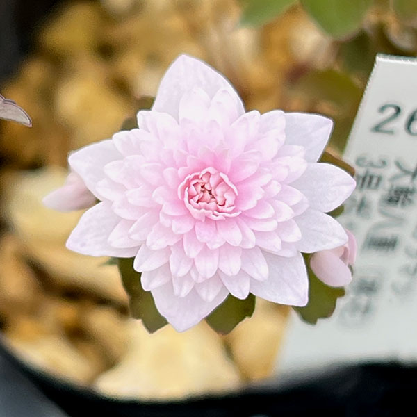 バイカカラマツ：大輪八重（桃花）3号ポット