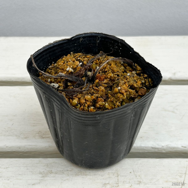 オミナエシ（女郎花）3号ポット