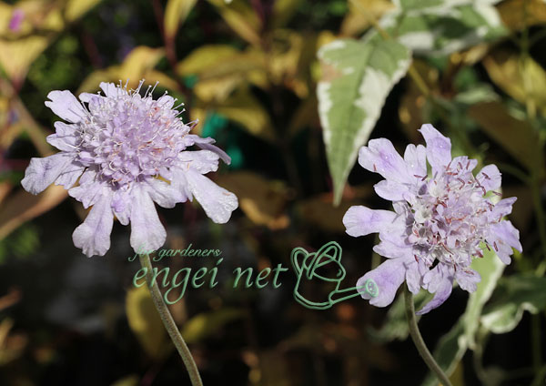 [26年2月中下旬予約]西洋マツムシソウ3号ポット