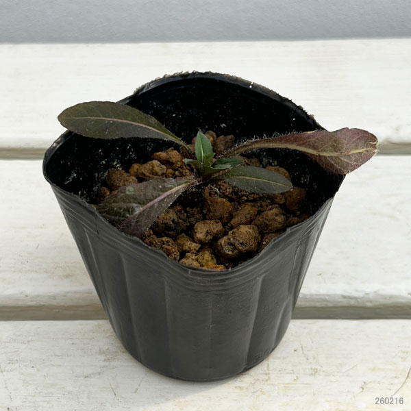 西洋マツムシソウ3号ポット