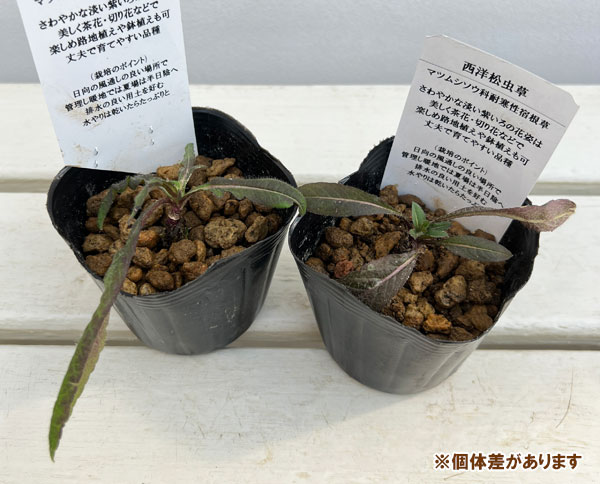 西洋マツムシソウ3号ポット