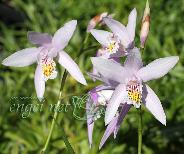 [26年2月中下旬予約]シラン：桃小町3号ポット