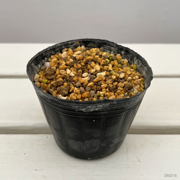 シラン：桃小町3号ポット