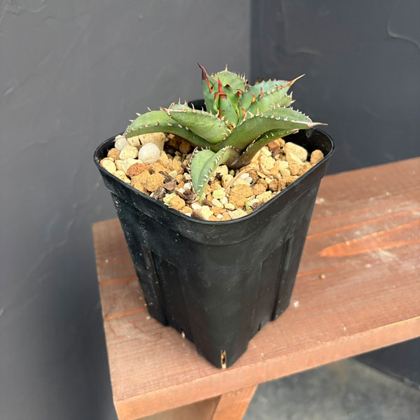 アガベ:チタノタ 姫巌竜 4号鉢植え25-01