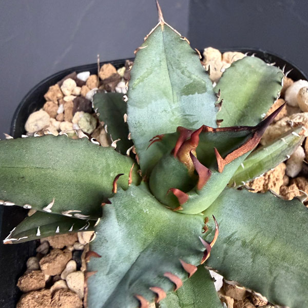 アガベ:チタノタ 姫巌竜 4号鉢植え25-01