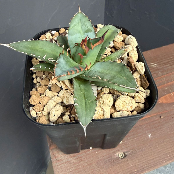 アガベ:チタノタ 姫巌竜 4号鉢植え25-01