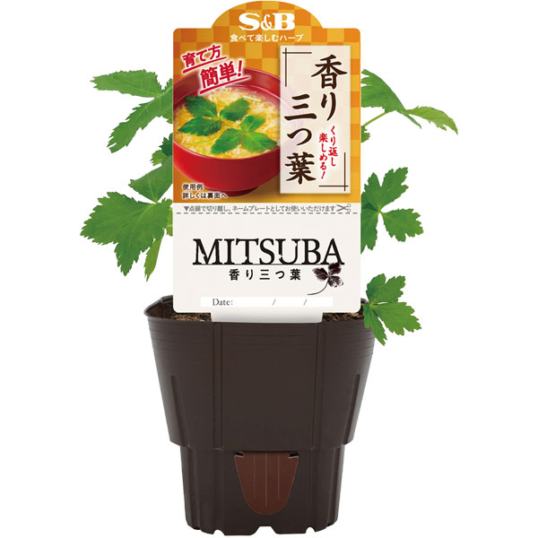[26年4月下旬予約]S＆B香り三つ葉3号ポット