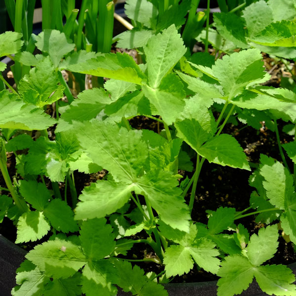 [26年4月下旬予約]S＆B香り三つ葉3号ポット