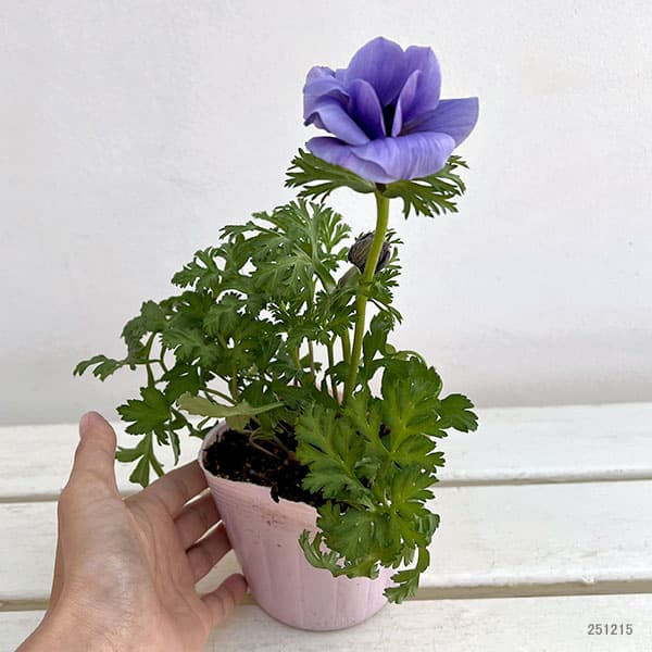 アネモネ:絢花(アヤカ)ブルー系3~3.5号ポット