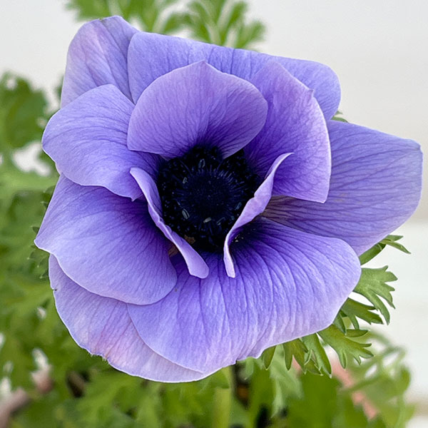 アネモネ:絢花(アヤカ)ブルー系3~3.5号ポット