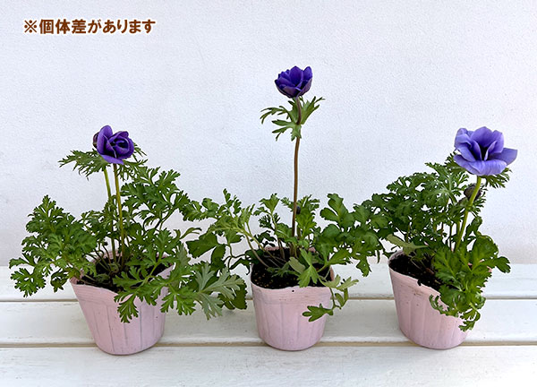 アネモネ:絢花(アヤカ)ブルー系3~3.5号ポット