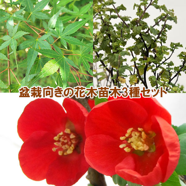 盆栽向きの花木苗木3種セット