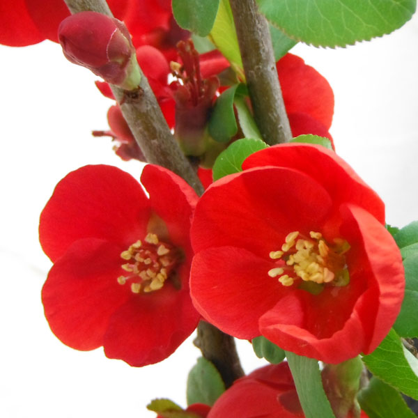 盆栽向きの花木苗木3種セット