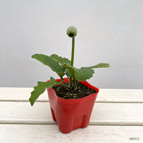 ガーデンガーベラ（ガルビネア）：スイート　ペストリー3.5号ポット