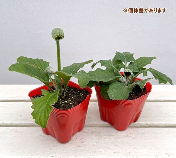 ガーデンガーベラ（ガルビネア）：スイート　ペストリー3.5号ポット