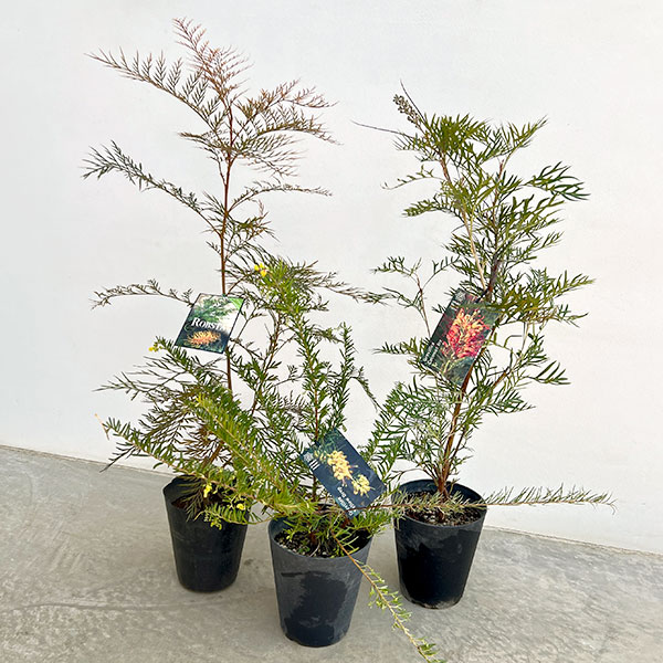 花がよく咲くグレビレア3種セット