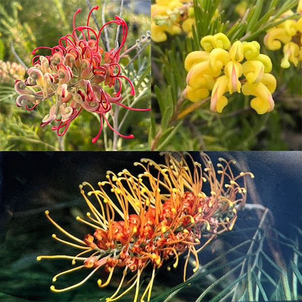 花がよく咲くグレビレア3種セット