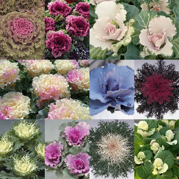 ハボタン（葉牡丹）カラフル10品種セット