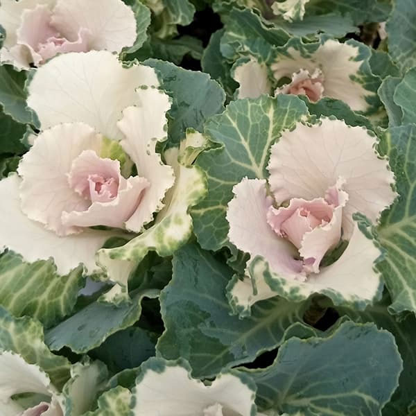 ハボタン（葉牡丹）カラフル10品種セット