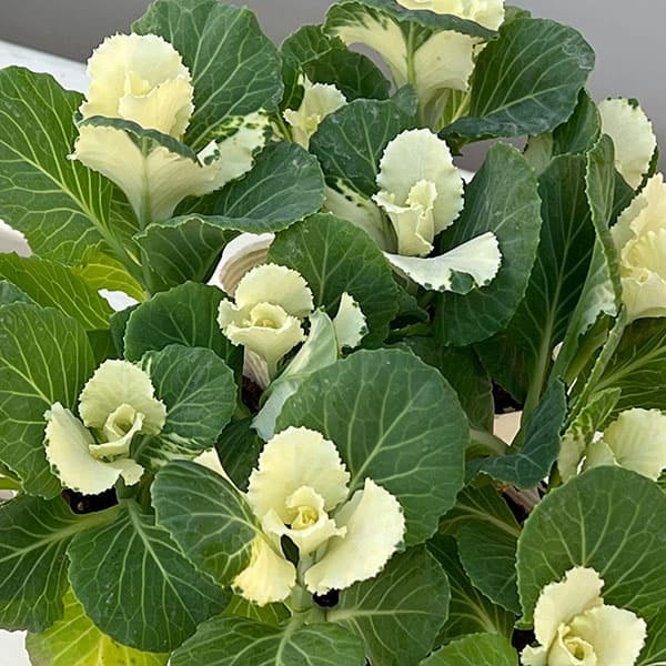 ハボタン（葉牡丹）カラフル10品種セット