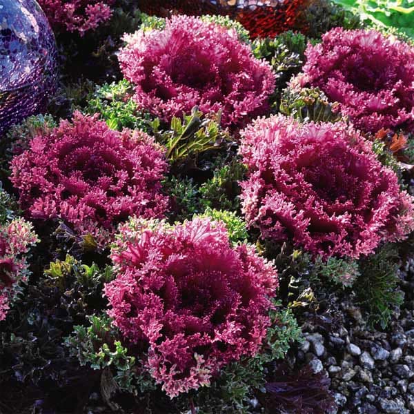 ハボタン（葉牡丹）カラフル10品種セット