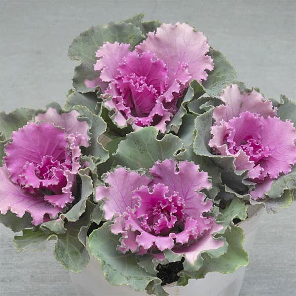 ハボタン（葉牡丹）カラフル10品種セット