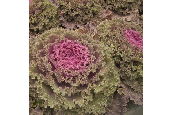 ハボタン（葉牡丹）カラフル10品種セット