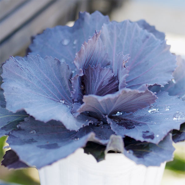 ハボタン（葉牡丹）カラフル10品種セット