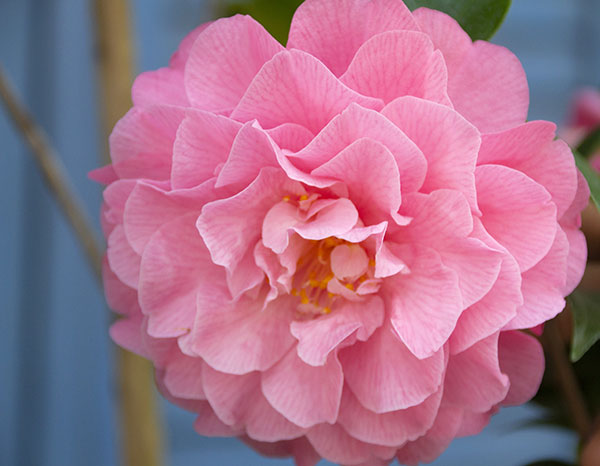 椿（ツバキ）：シルミッチェル　4号ポット