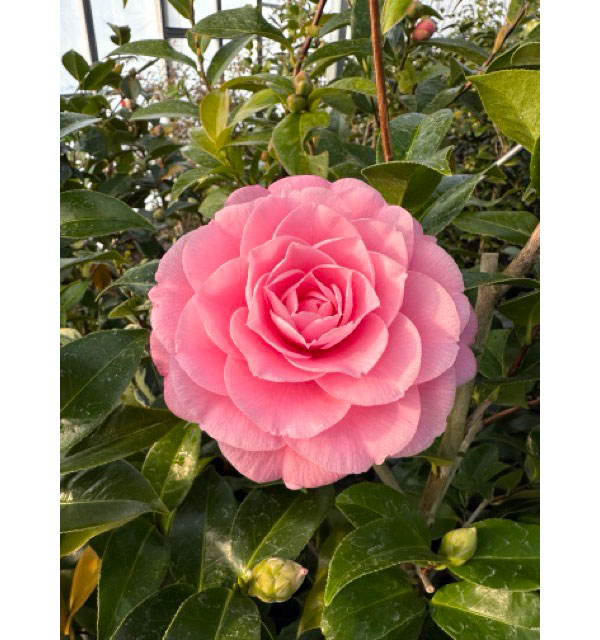 椿（ツバキ）：シルミッチェル　4号ポット