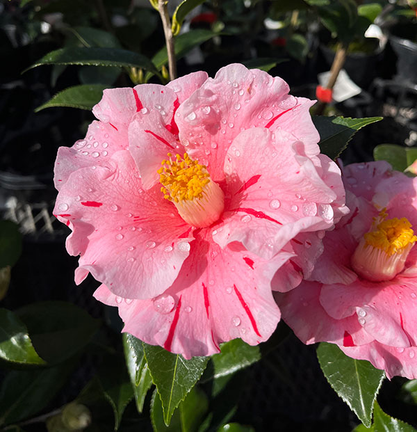 椿（ツバキ）：チャールズヘンティー　4号ポット