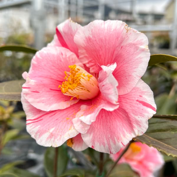 ツバキ（椿）：チャールズヘンティー　4号ポット