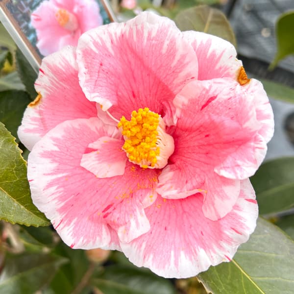 ツバキ（椿）：チャールズヘンティー　4号ポット