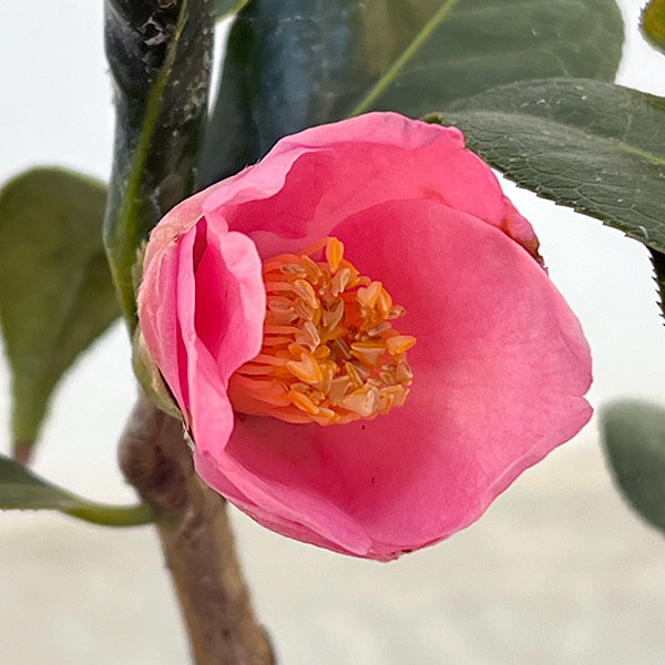 椿（ツバキ）：専徳庵（セントクアン）　4号ポット