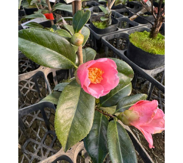 椿（ツバキ）：専徳庵（セントクアン）　4号ポット