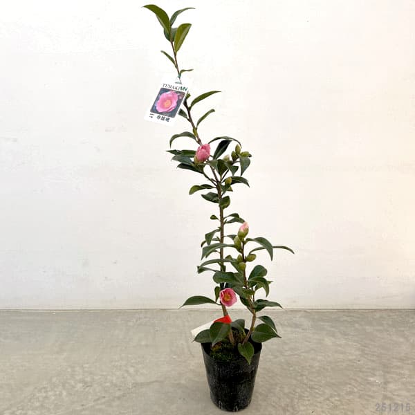 ツバキ（椿）：専徳庵（セントクアン）　4号ポット