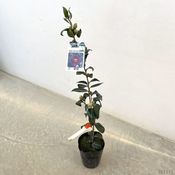 ツバキ（椿）：紺秋（コンシュウ）　4号ポット